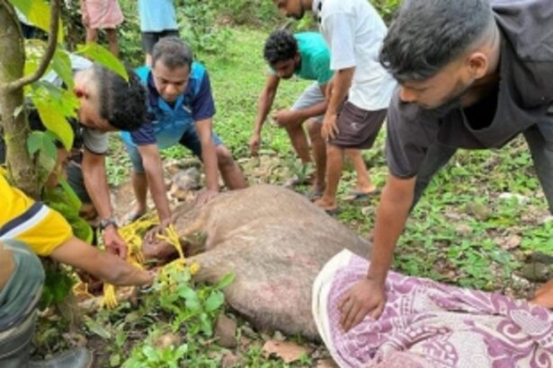 Touching tale of efforts to rescue Sambar at Ustem