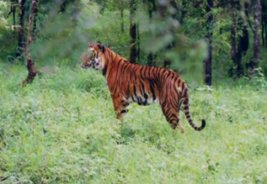 Tourism activities banned in tiger reserves 1 Tourism activities banned in tiger reserves