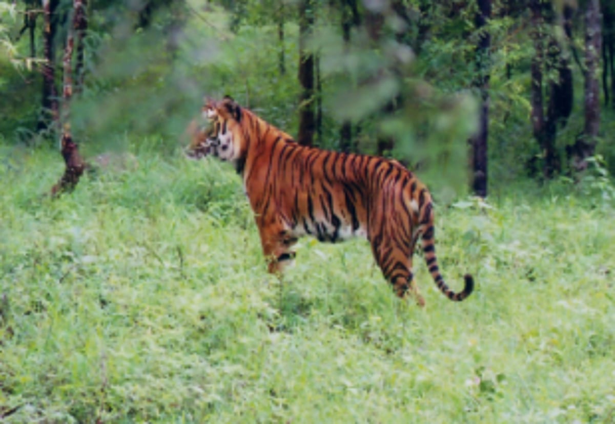 Tourism activities banned in tiger reserves