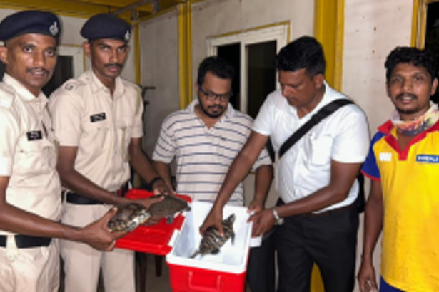 Tourist Police Praised for Swift Action: Three Olive Ridley Turtles Rescued