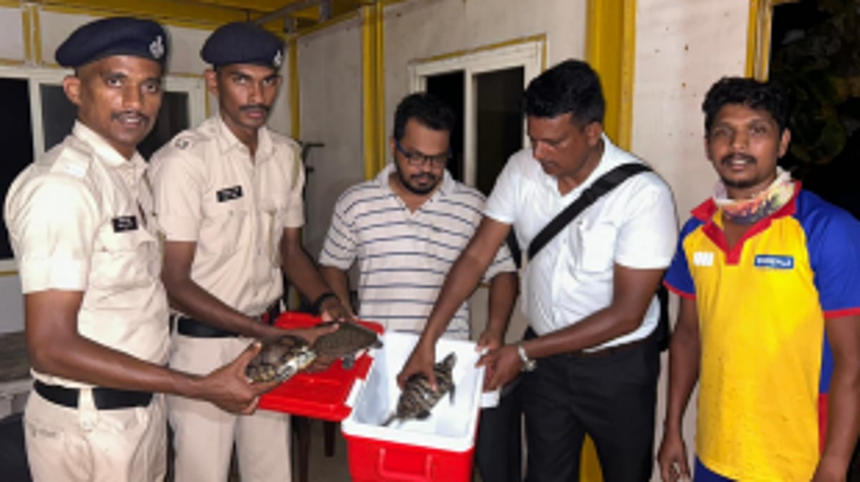 Tourist Police Praised for Swift Action: Three Olive Ridley Turtles Rescued