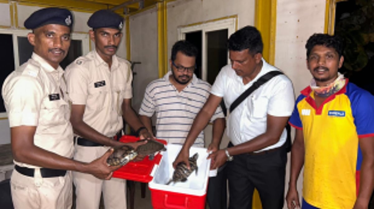 Tourist Police Praised for Swift Action: Three Olive Ridley Turtles Rescued