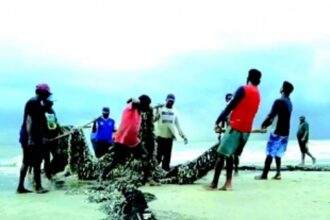 Traditional Benaulim fishermen net a bumper catch