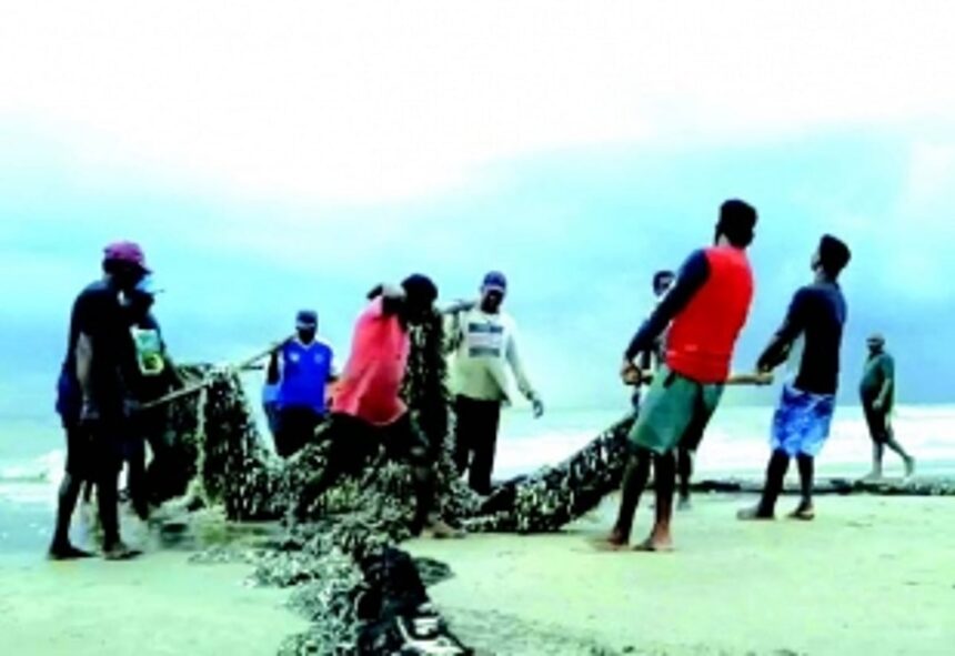 Traditional Benaulim fishermen net a bumper catch 1 Traditional Benaulim fishermen net a bumper catch