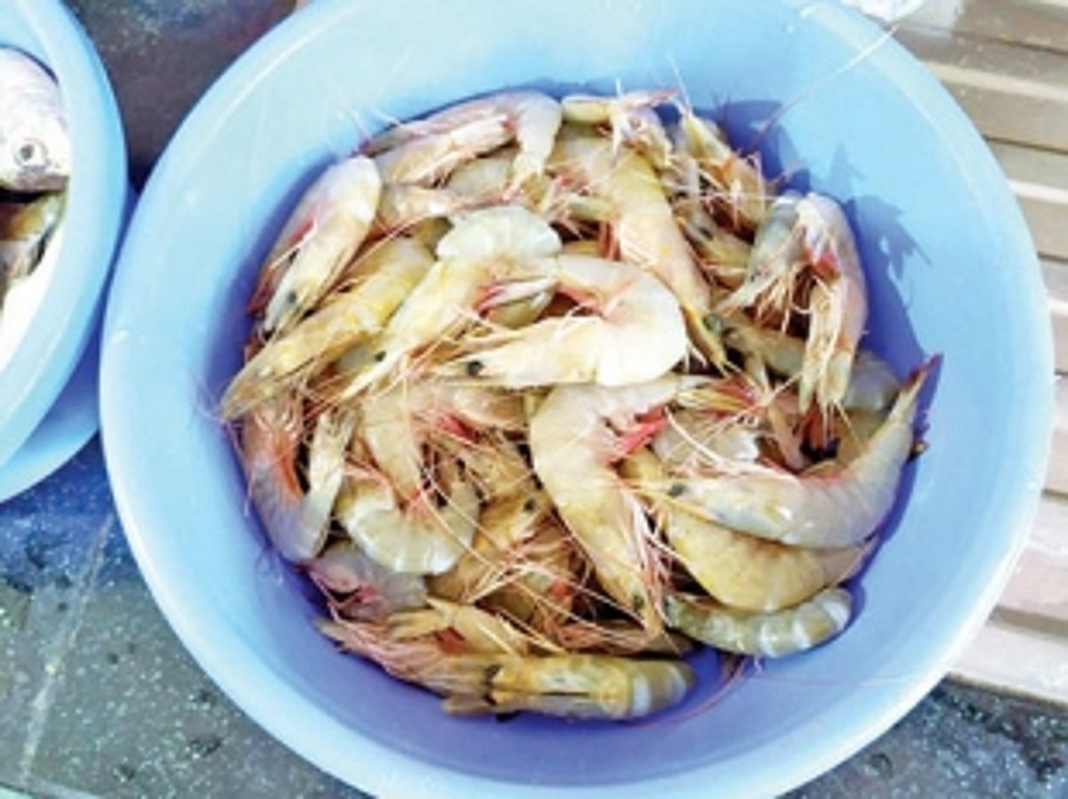 Traditional fishermen ensuring locals get fish during lockdown