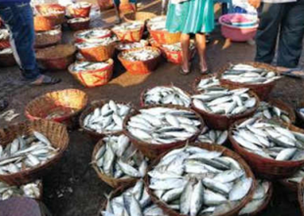 Traditional retail fish vendors question sale of fish by migrants outside market