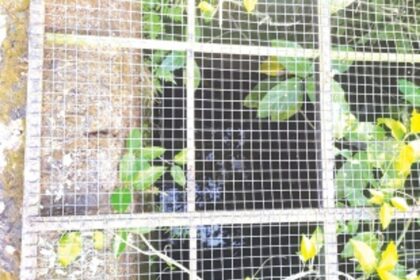 Traditional well used for drinking water at Fatorda contaminated with sewage
