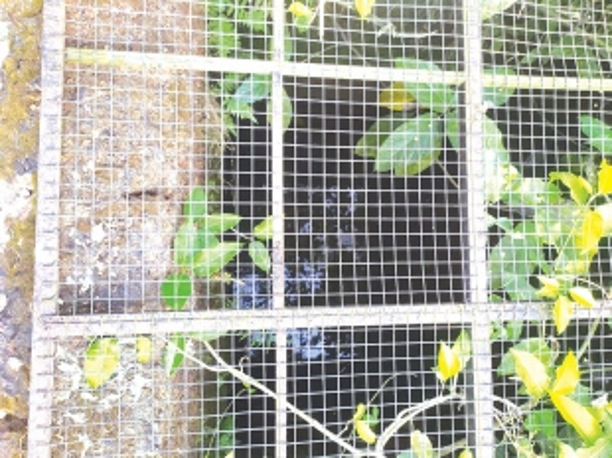 Traditional well used for drinking water at Fatorda contaminated with sewage