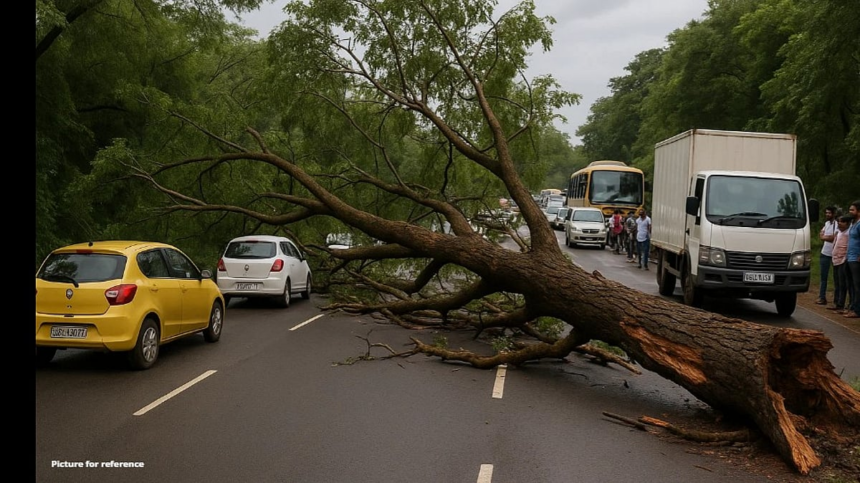 Traffic Disrupted as Massive Tree Falls on Dhavali Bypass Road 1 Traffic Disrupted as Massive Tree Falls on Dhavali Bypass Road
