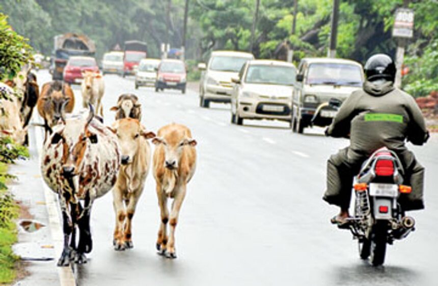 Traffic drives past stray cattle walking along the St Cruz-Bambolim NH-17 on Tuesday. 1 Traffic drives past stray cattle walking along the St Cruz-Bambolim NH-17 on Tuesday.