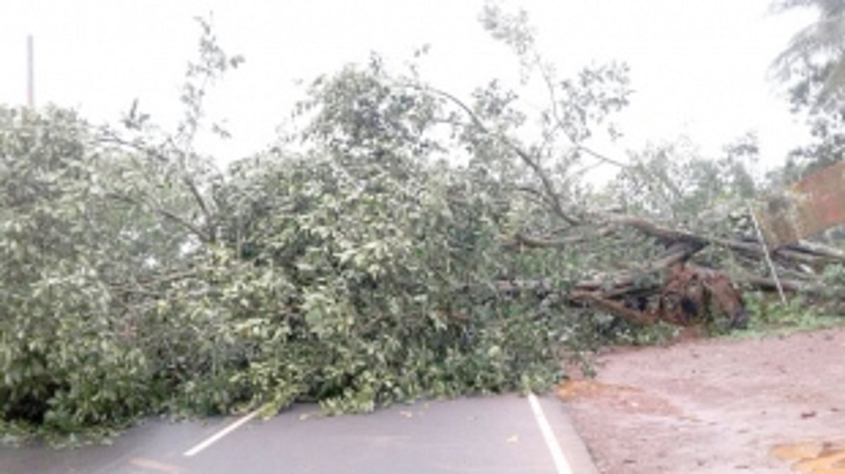 Traffic to Cavelossim disrupted after  tree comes down crashing at Benaulim