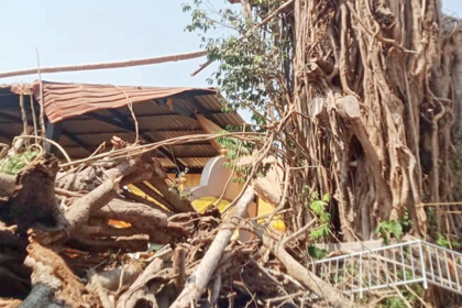 Tragedy Averted as 600-Year-Old Vada Dev Banyan Tree Collapses in Banastari Market
