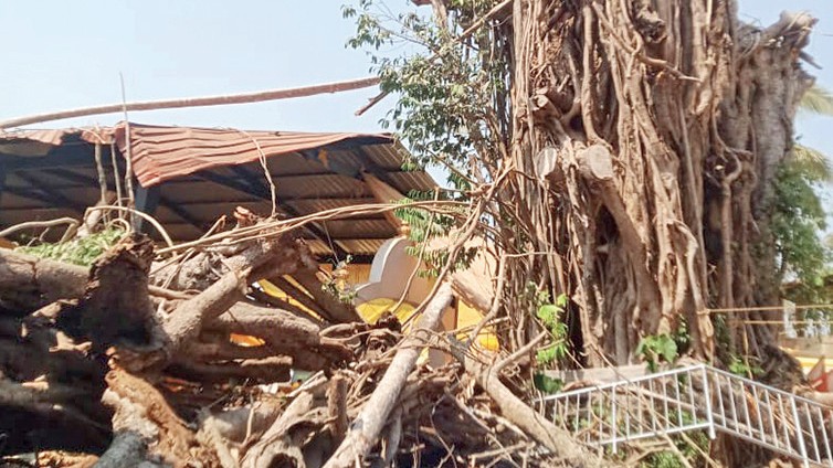 Tragedy Averted as 600-Year-Old Vada Dev Banyan Tree Collapses in Banastari Market