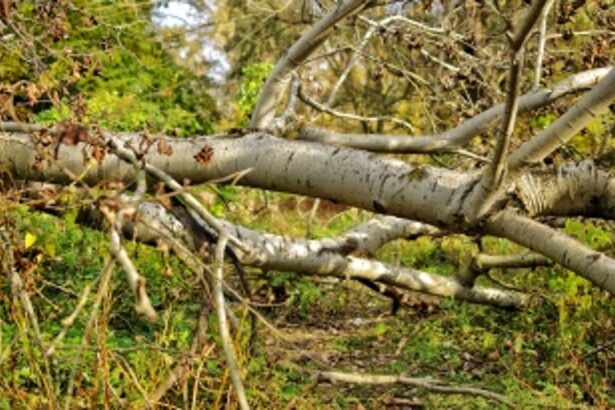 Tragedy Strikes as Tree Collapse Claims Life of Odilia Mascarenhas near Navelim Church