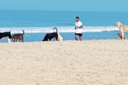 Tragedy in Goa: Toddler Killed, Russian Child Injured in Stray Dog Attacks
