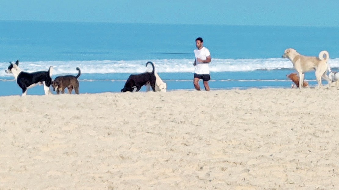 Tragedy in Goa: Toddler Killed, Russian Child Injured in Stray Dog Attacks