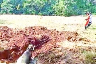 Tragedy strikes Advai as 2 buffaloes perish in swamp