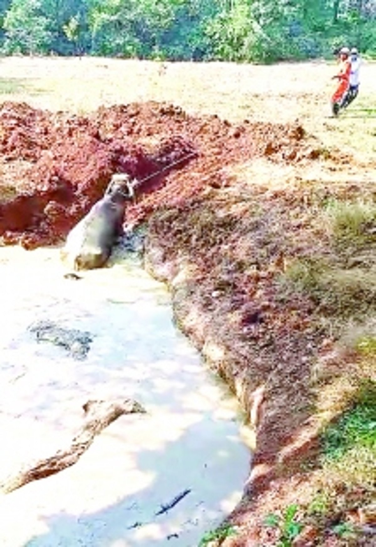 Tragedy strikes Advai as 2 buffaloes perish in swamp