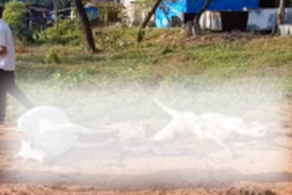 Tragic Accident Claims Lives of Cow and Four Calves in Panjorkhonim Cuncolim; Locals Allege Municipal Negligence