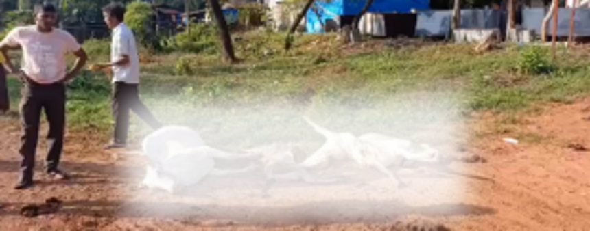Tragic Accident Claims Lives of Cow and Four Calves in Panjorkhonim Cuncolim; Locals Allege Municipal Negligence 1 Tragic Accident Claims Lives of Cow and Four Calves in Panjorkhonim Cuncolim; Locals Allege Municipal Negligence