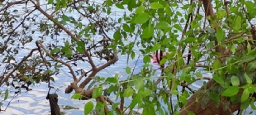 Tragic Discovery Near Sona Hotel: Deceased Woman Recovered from Water by Firefighters