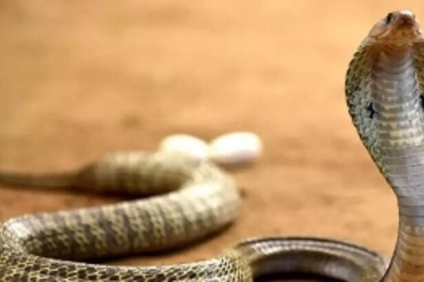 Tragic Incident at Assoi Dongri: 68-Year-Old Woman Passes Away from Snakebite