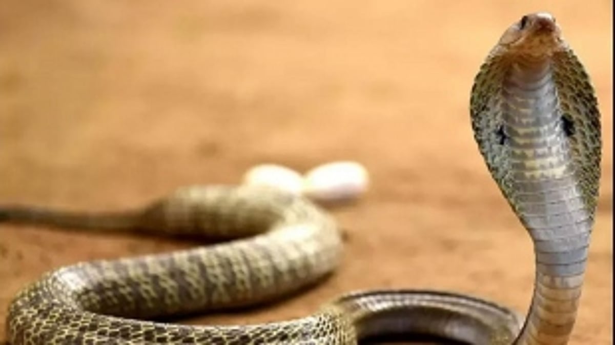 Tragic Incident at Assoi Dongri: 68-Year-Old Woman Passes Away from Snakebite