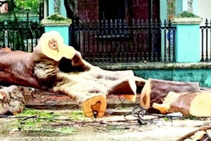 Tragic Sunday: Teen killed as  another tree crashes in Panjim