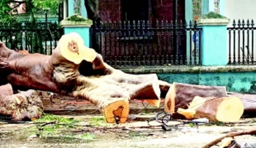 Tragic Sunday: Teen killed as another tree crashes in Panjim