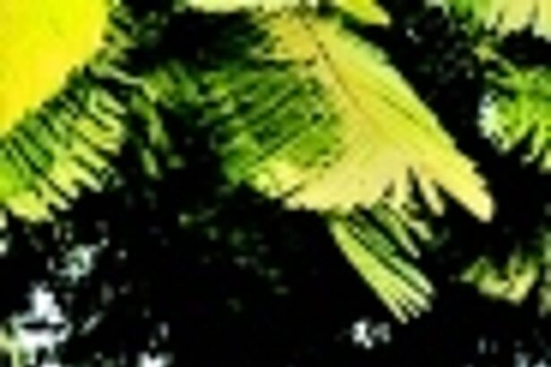 Trailblazing Magdeline D’Souza:  Goa’s only Catholic Hindi professor