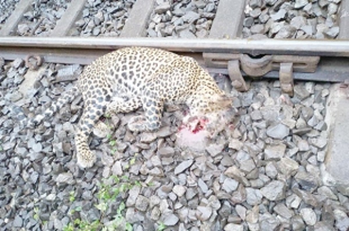 Train on double tracking route hits and kills leopard