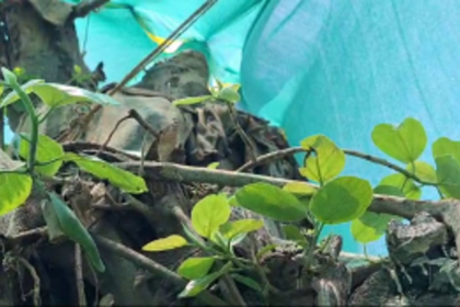Translocated Banyan Tree sprouts into life at Campal ground