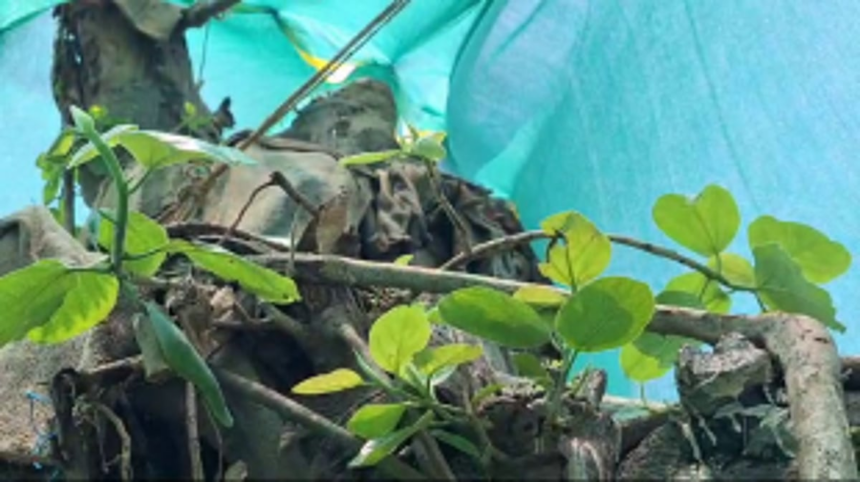 Translocated Banyan Tree sprouts into life at Campal ground