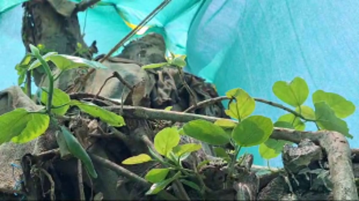 Translocated Banyan Tree sprouts into life at Campal ground