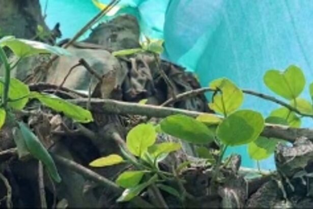 Translocated Banyan  tree sprouts to life  at Campal ground