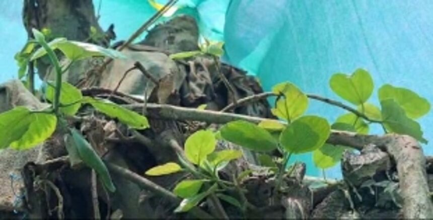 Translocated Banyan tree sprouts to life at Campal ground