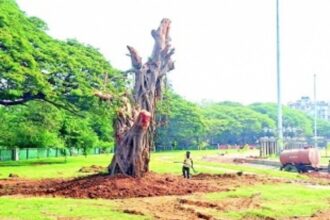 Translocated banyan tree at Campal to be unveiled on Vat Pournima Day