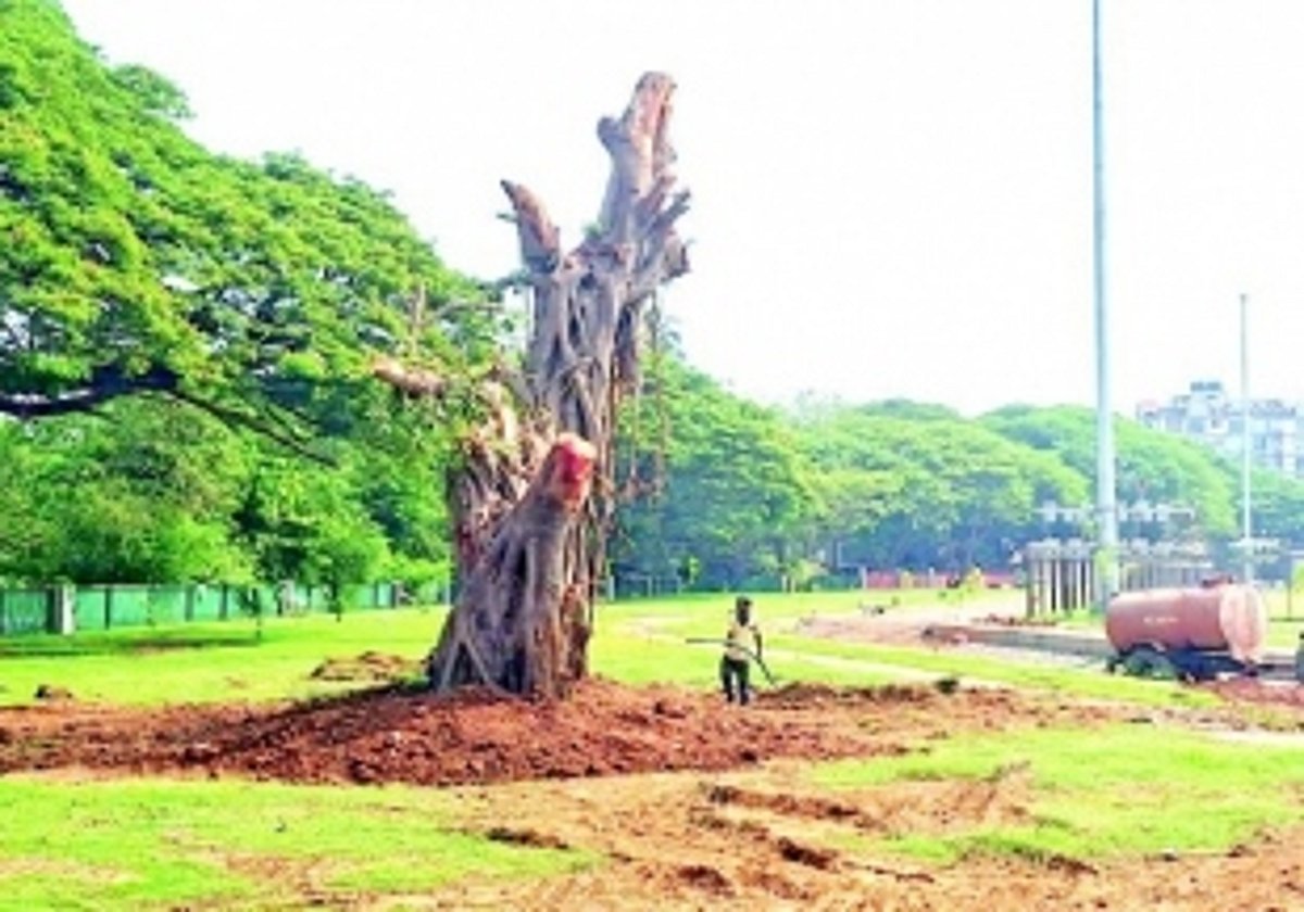 Translocated banyan tree at Campal to be unveiled on Vat Pournima Day