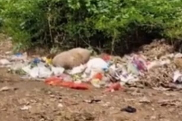 Trash piles up in Ponda; locals demand action over two-month hiatus in garbage collection