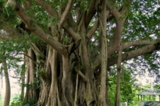 Tree Authority to decide on proposals for felling of 100 trees and above