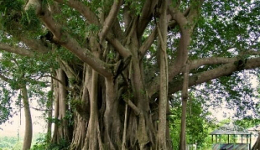 Tree Authority to decide on proposals for felling of 100 trees and above