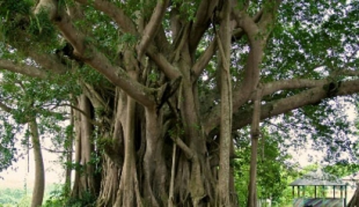 Tree Authority to decide on proposals for felling of 100 trees and above