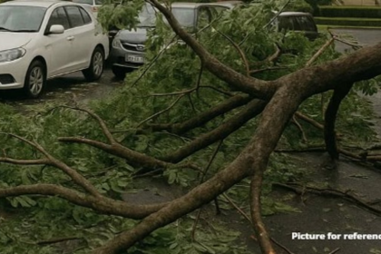 Tree Branches Fall Inside Goa Assembly Premises; No Injuries Reported