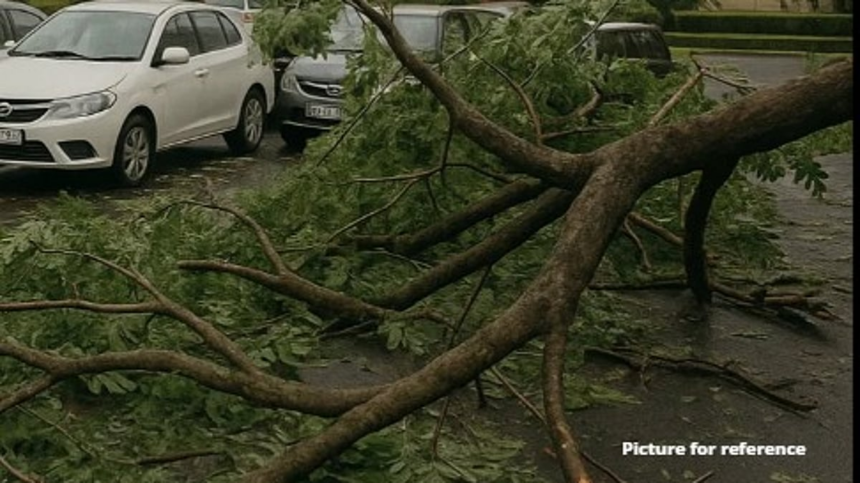 Tree Branches Fall Inside Goa Assembly Premises; No Injuries Reported 1 Tree Branches Fall Inside Goa Assembly Premises; No Injuries Reported