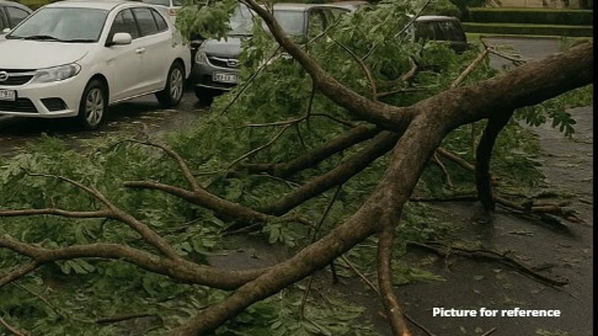 Tree Branches Fall Inside Goa Assembly Premises; No Injuries Reported
