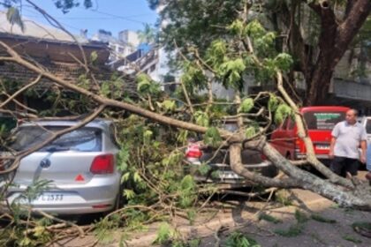 Tree Collapse Damages Multiple Parked Vehicles on 18 June Road