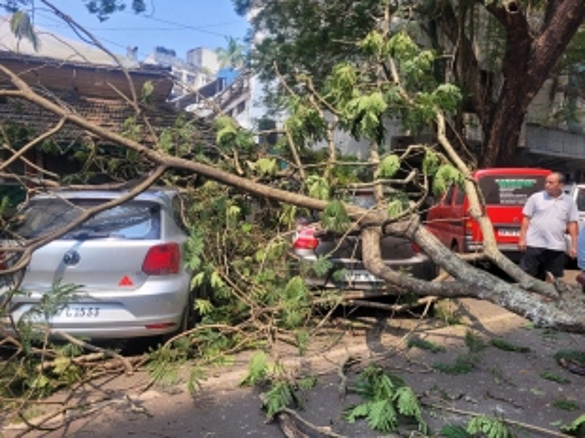 Tree Collapse Damages Multiple Parked Vehicles on 18 June Road