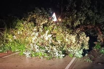 Tree Falls on Anmod-Goa Road Amid Heavy Rainfall, Causing Traffic Disruption