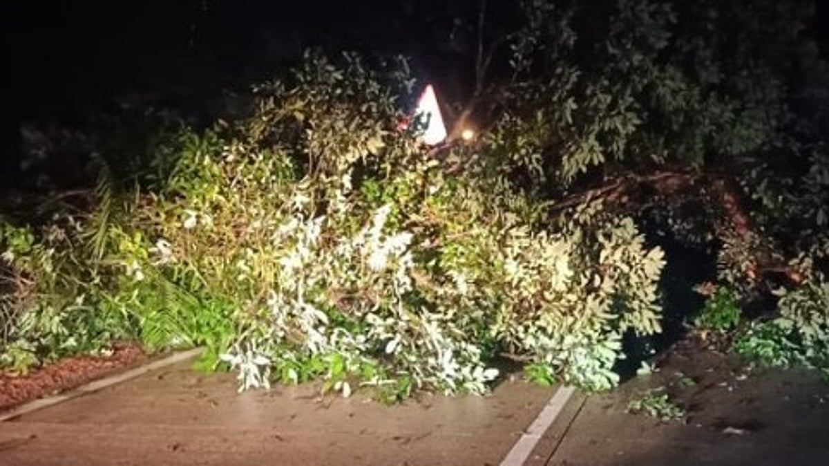 Tree Falls on Anmod-Goa Road Amid Heavy Rainfall, Causing Traffic Disruption