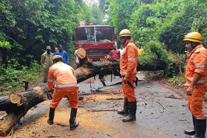 Tree Falls on Main Road in Sulcorna, Sanguem; Traffic Restored After Quick Response